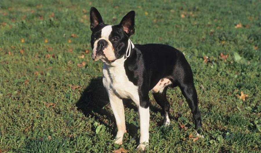 boston terrier aging signs