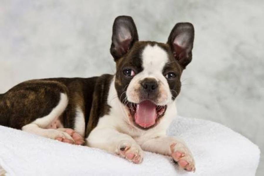 boston terrier allergies