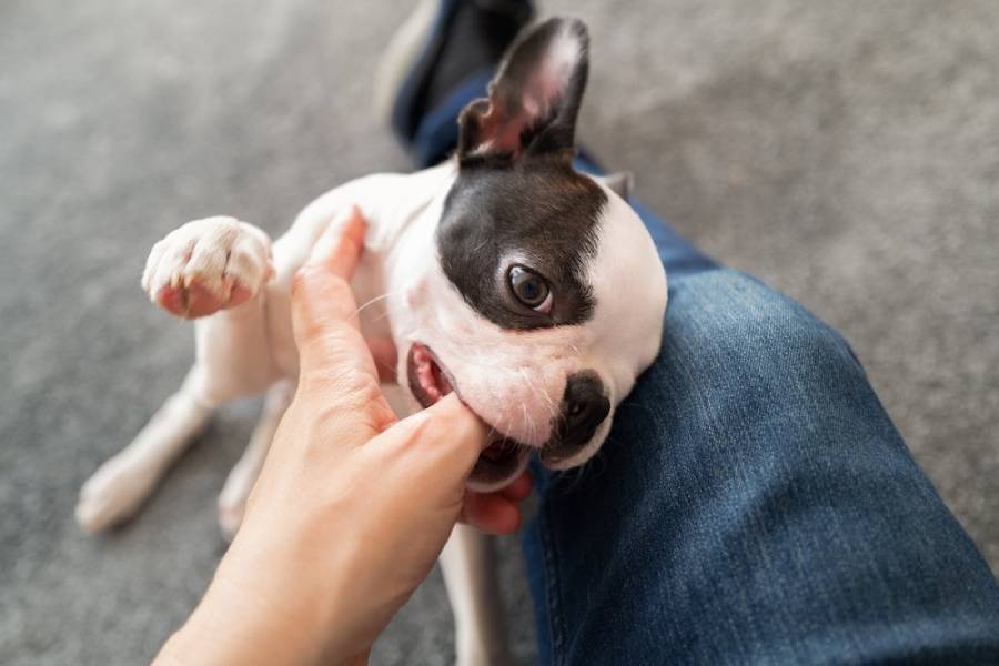 boston terrier bite force