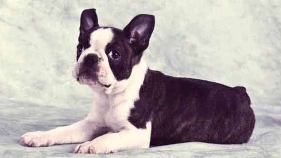 boston terrier breathing problems