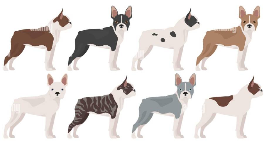 boston terrier coat colors