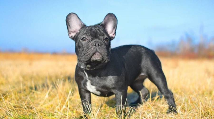 boston terrier color genetics