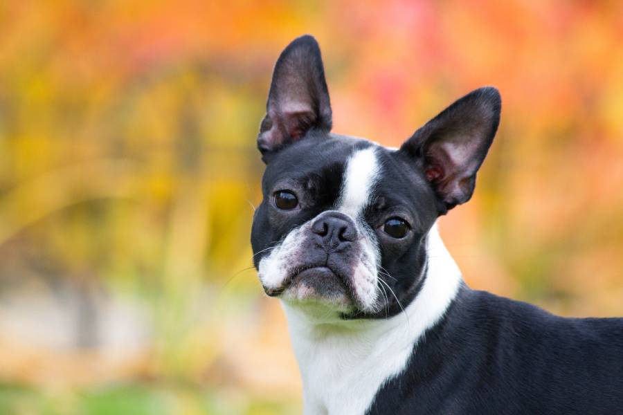 boston terrier ear types