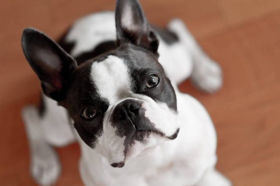 boston terrier eye problems