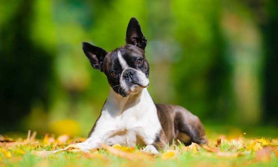 boston terrier growth stages
