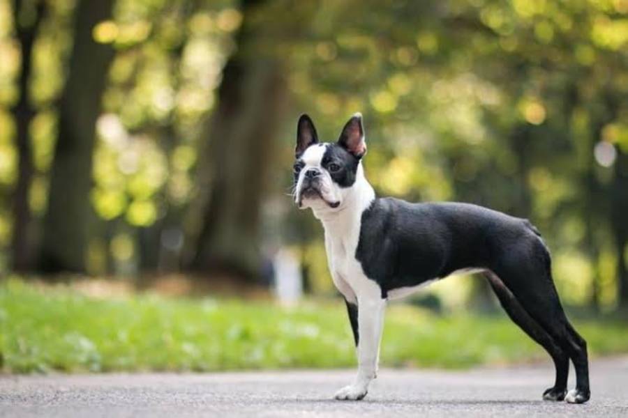 boston terrier history