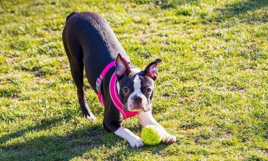 boston terrier intelligence