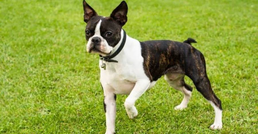 boston terrier lifespan
