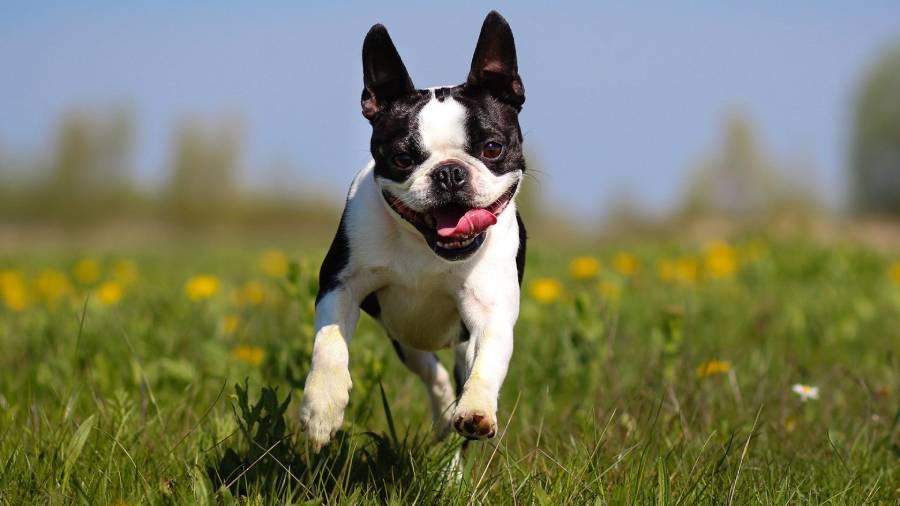 boston terrier running speed