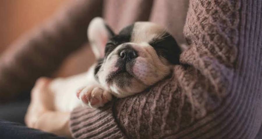 boston terrier seizures