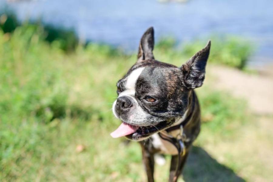 boston terrier skin problems