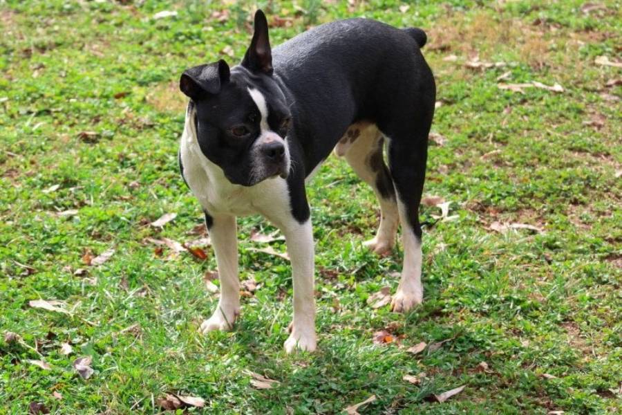 boston terrier tail types
