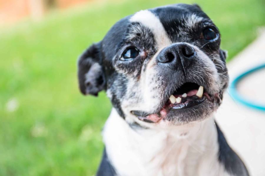 boston terrier teeth