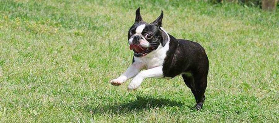 boston terrier temperament