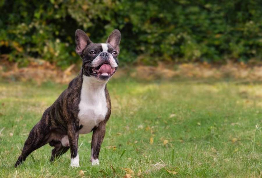 how to stop a boston terrier from barking
