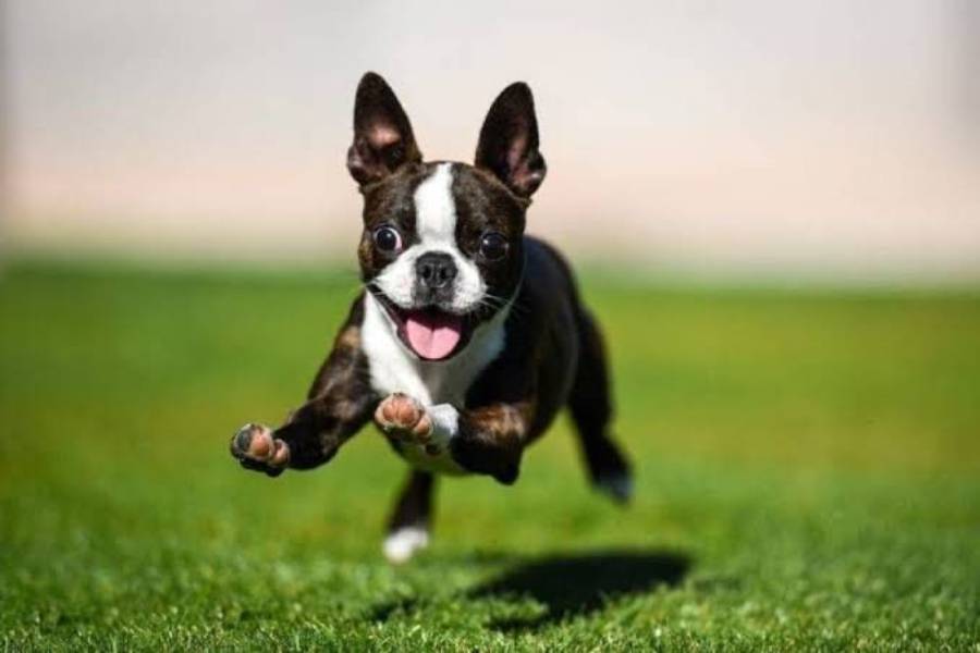 how to stop a boston terrier from jumping