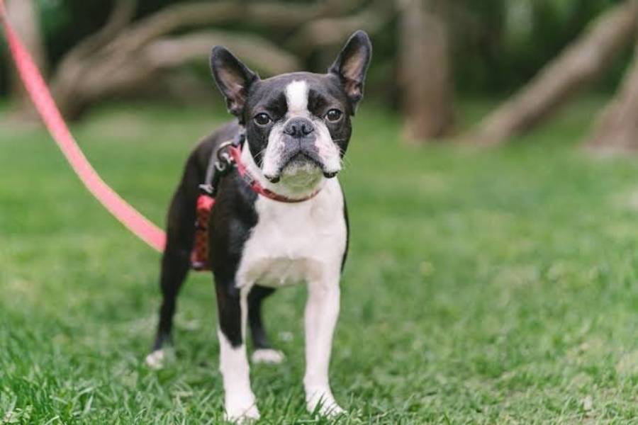 how to stop a boston terrier from pulling on leash