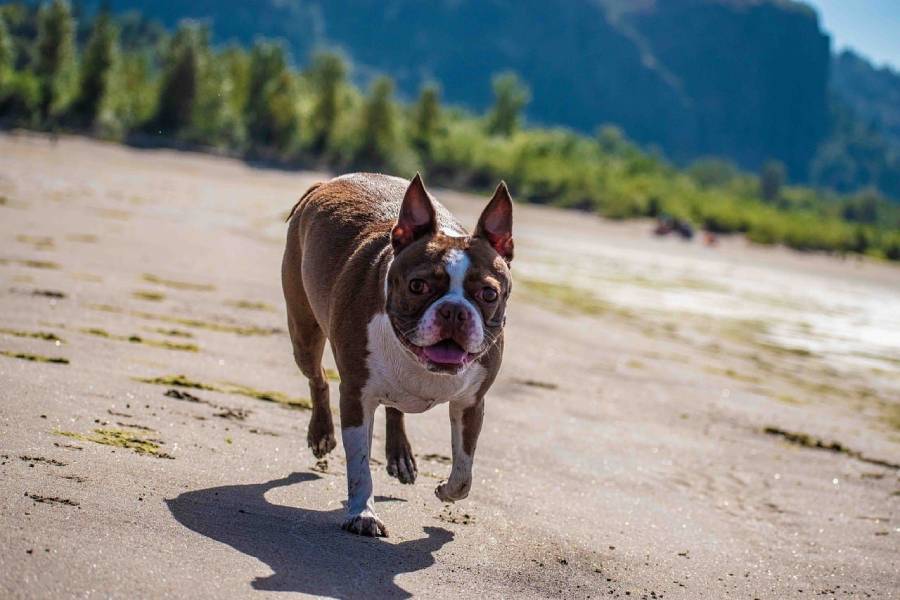 how to teach a boston terrier to come