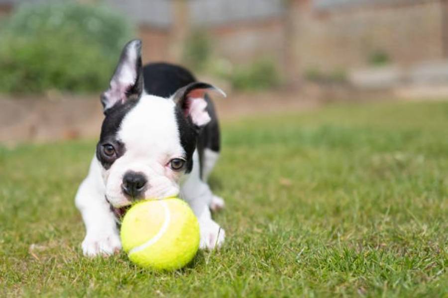 why do boston terriers chew their paws