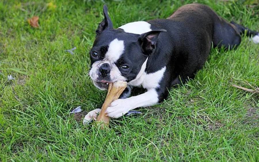 why do boston terriers dig