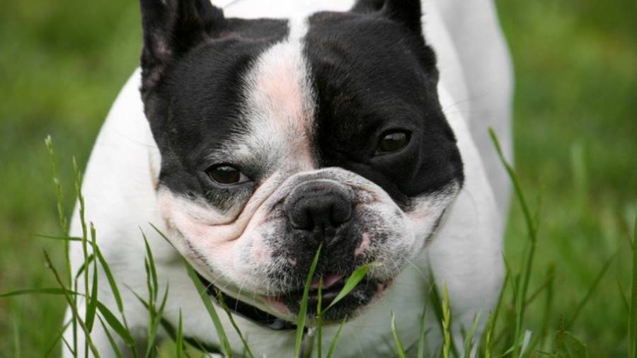 why do boston terriers eat grass