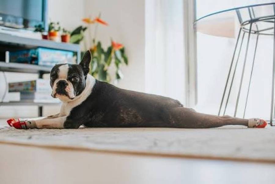 why do boston terriers fart so much
