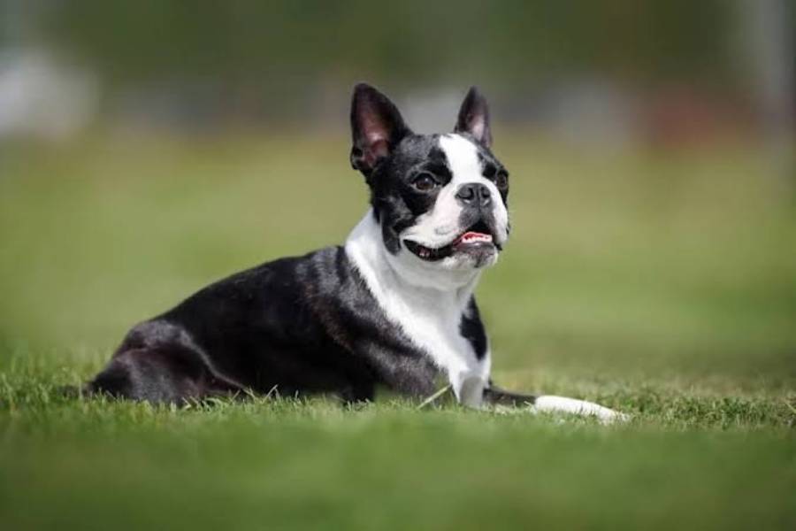 why do boston terriers follow you everywhere