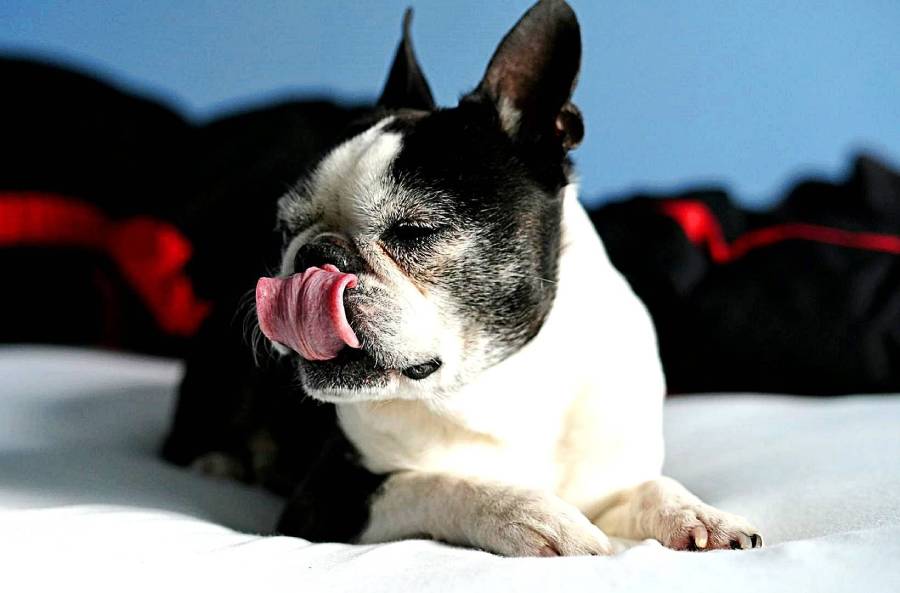 why do boston terriers lick so much