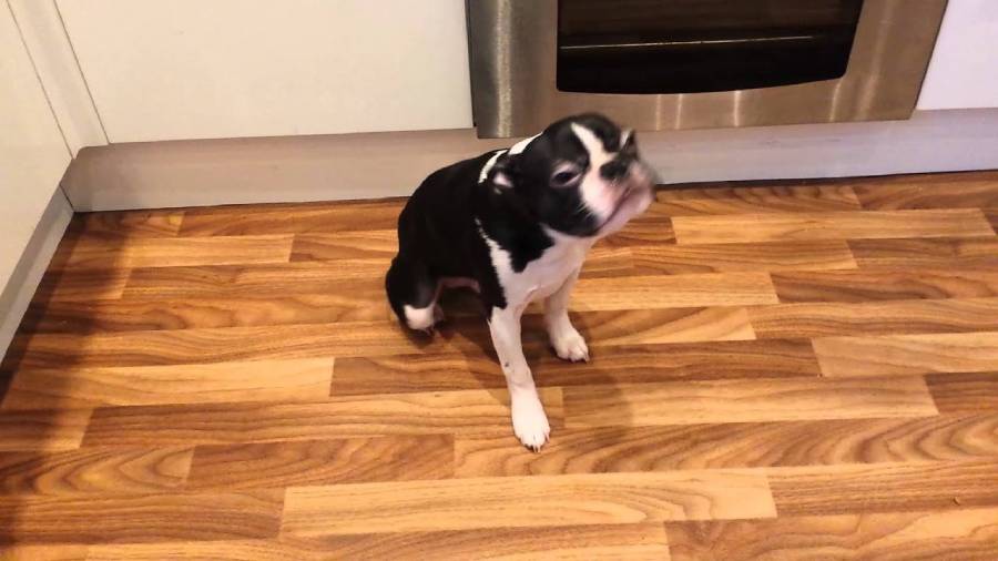 why do boston terriers reverse sneeze