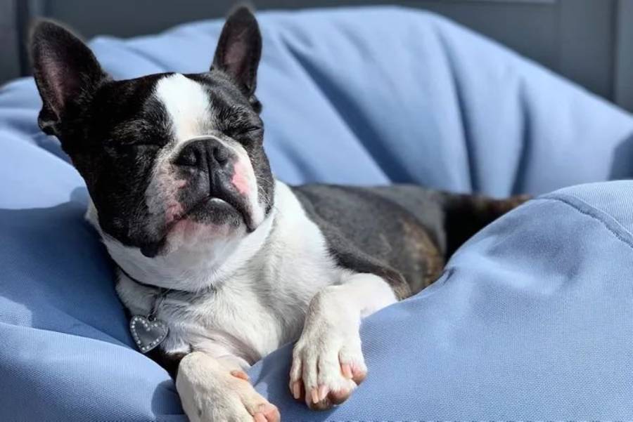 why do boston terriers sleep under covers
