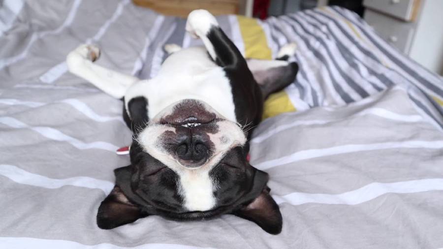 why do boston terriers snore