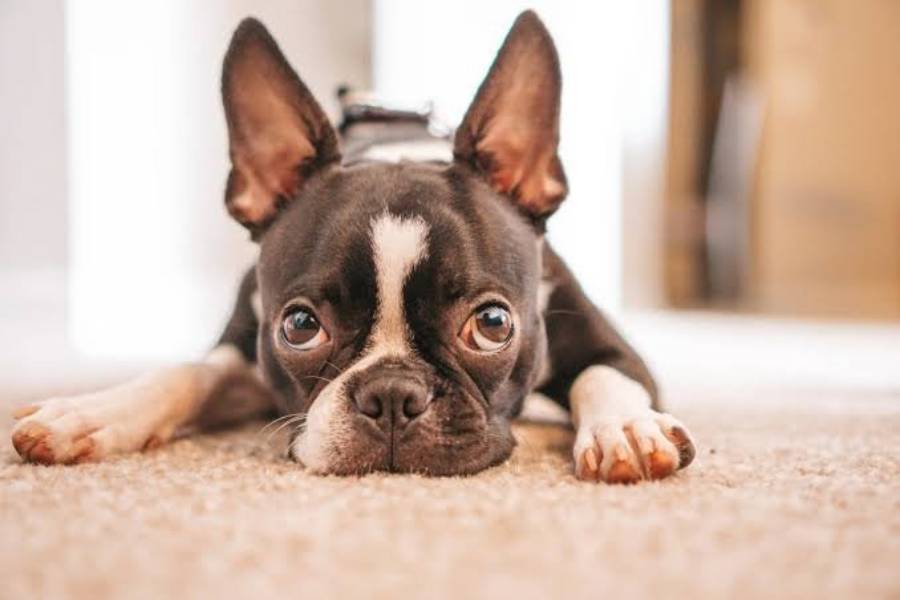 why do boston terriers snort