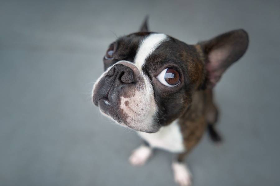 why do boston terriers stare at you