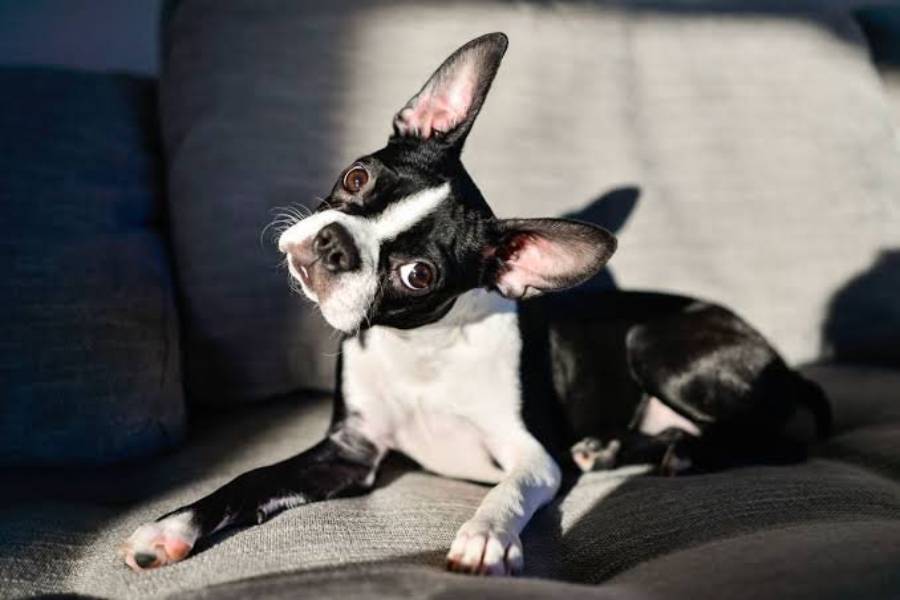 why do boston terriers tilt their heads