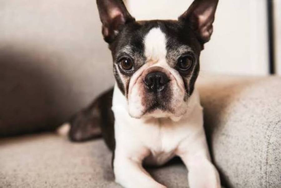 are boston terriers aggressive