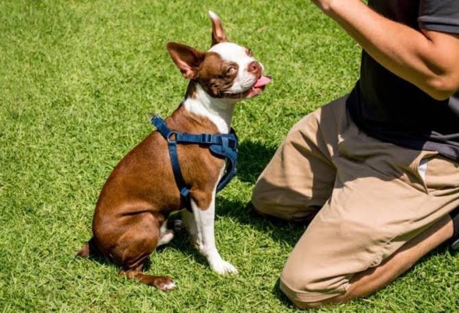 are boston terriers easy to train