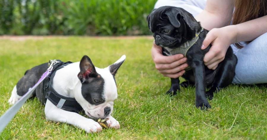 are boston terriers good with other dogs