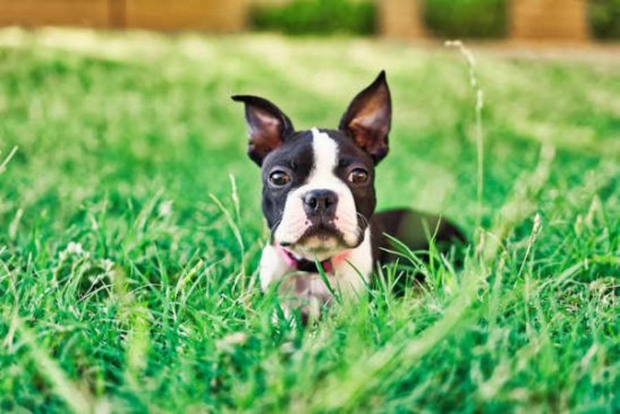 are boston terriers hypoallergenic