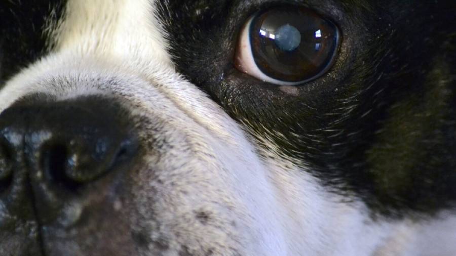 boston terrier cataracts