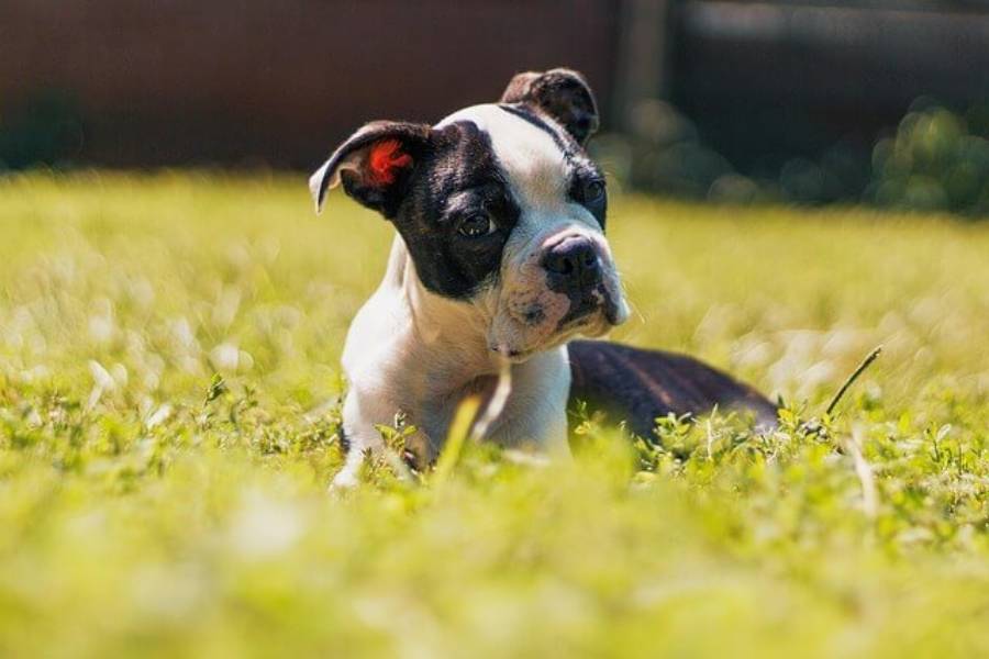 boston terrier cherry eye