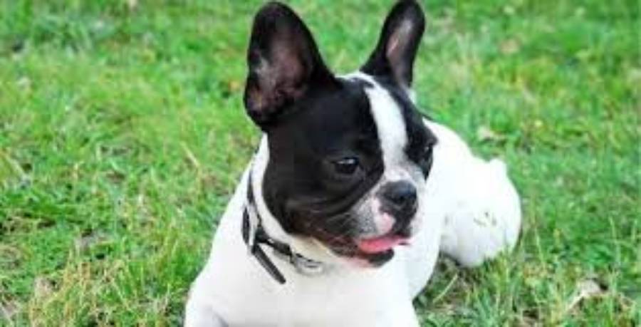 boston terrier constipation
