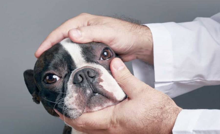 boston terrier corneal ulcers