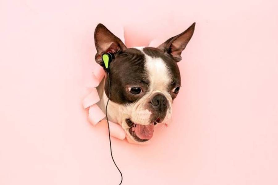 boston terrier deafness