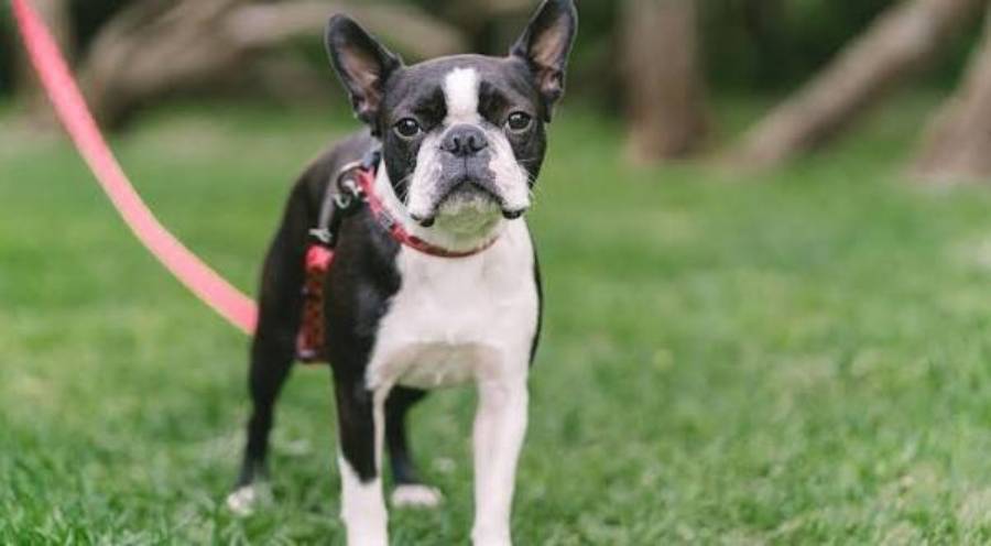 boston terrier digestive problems