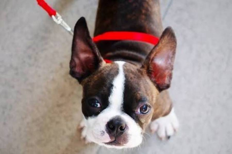 boston terrier ear infections