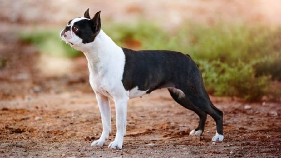 boston terrier hair loss