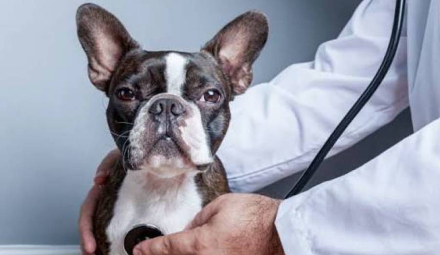 boston terrier heart problems