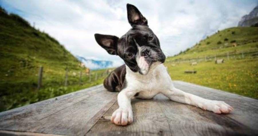 boston terrier heart problems