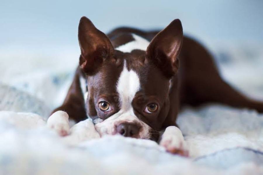boston terrier luxating patella