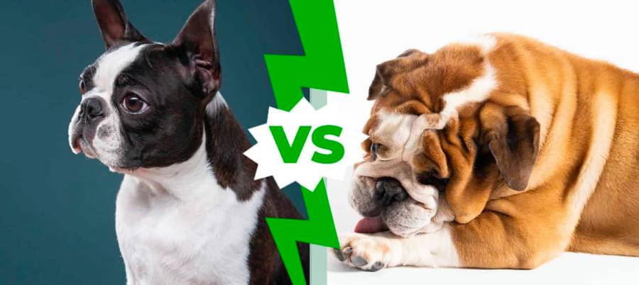 boston terrier vs american bulldog